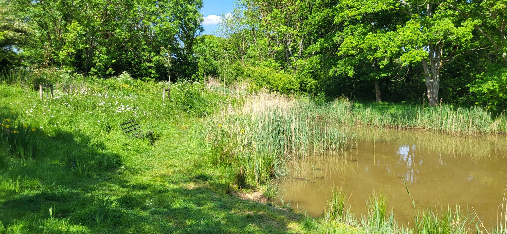 Pond, GREENstead climate action group, by Amy Hurn