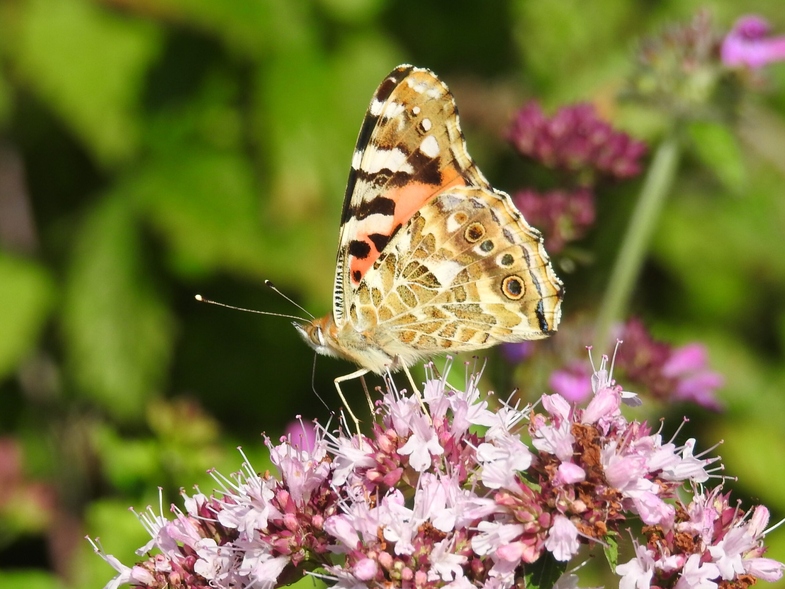 Painted lady, by David Phillips