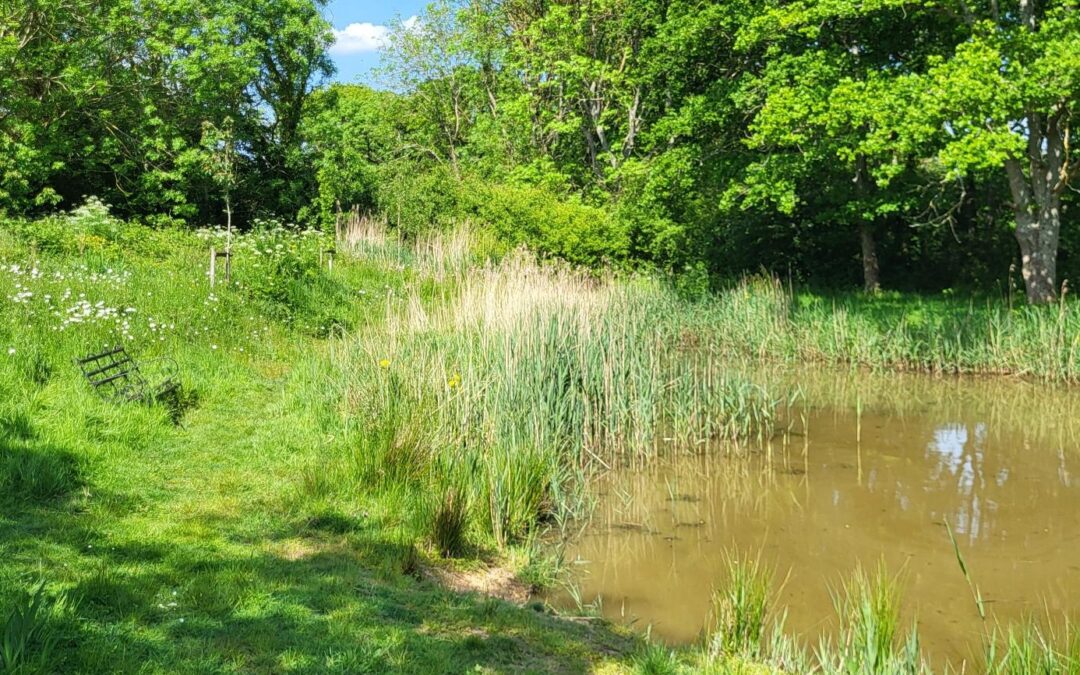 GREENstead Planting Project