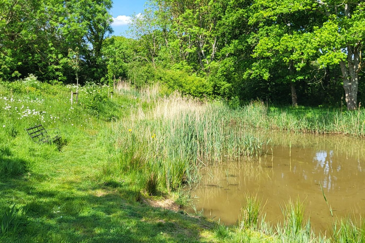 Pond, GREENstead climate action group, by Amy Hurn