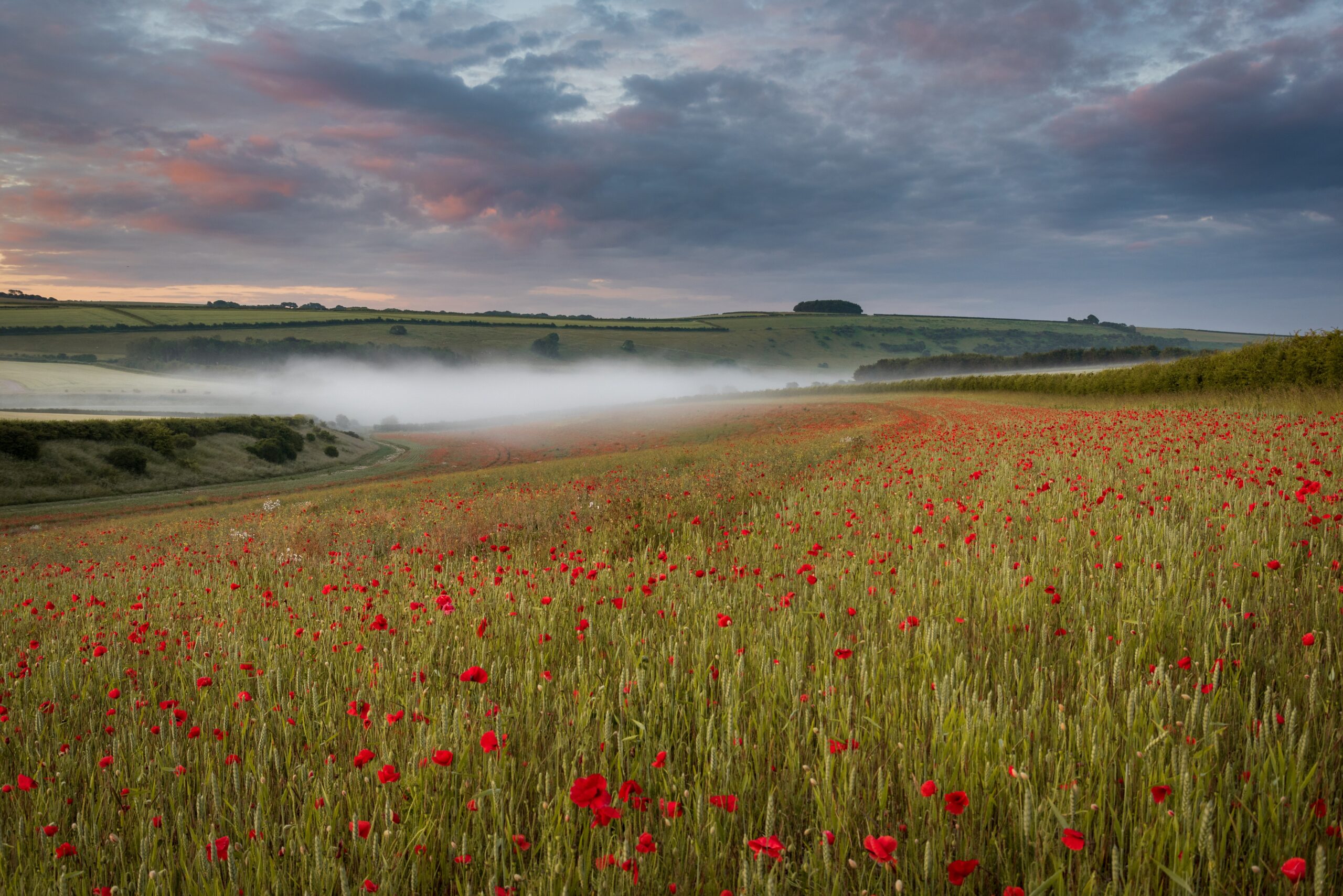 Poppy field by Jamie Fielding