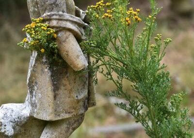 Ragwort at Heene cemetery by Rob Tomlinson