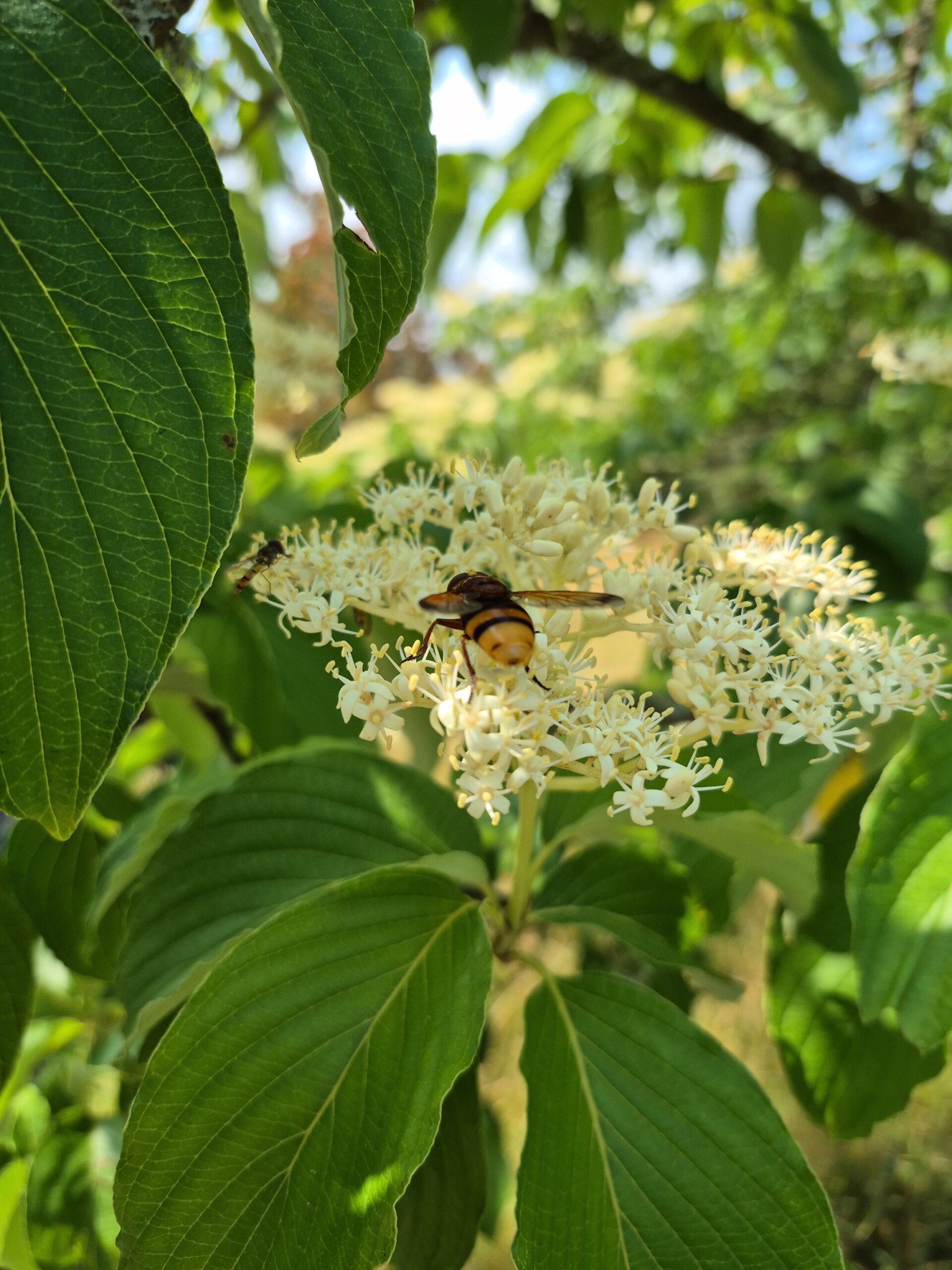 Trees for Bees at Wakehurst by Amy Hurn