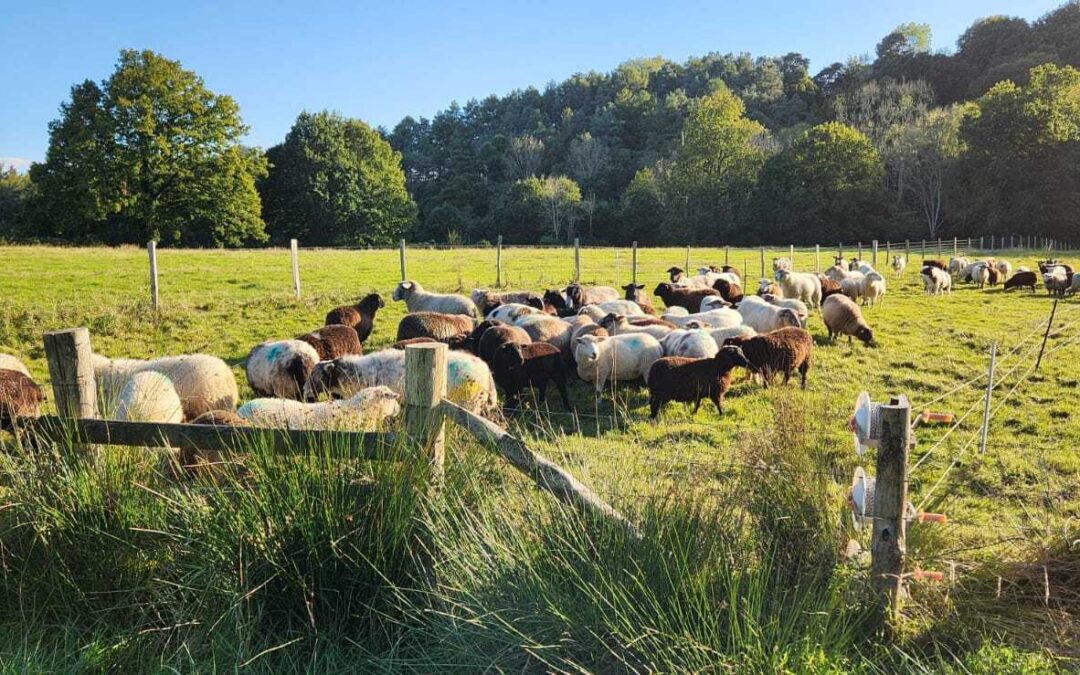 Grazing for Habitat Recovery