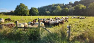 Mob grazing sheep, by Rachel Milliken