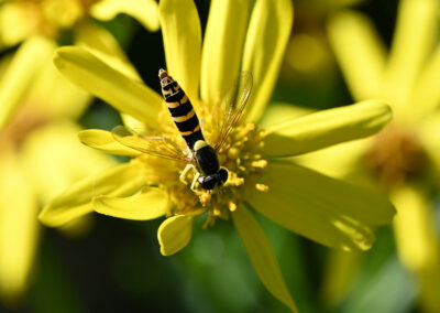 Sphaerophoria scripta at Heene Cemetery by Rob Tomlinson