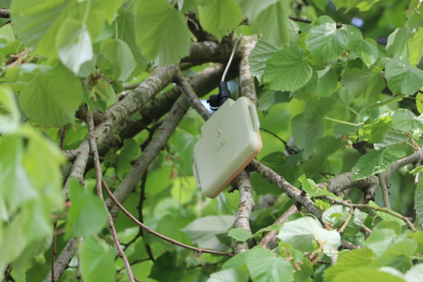 A bioacoustics monitor in a lime (Tilia) tree at Wakehurst, Jess Hayne © RBG Kew A bioacoustics monitor in a lime (Tilia) tree at Wakehurst, Jess Hayne © RBG Kew