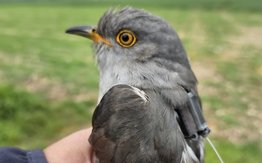 Cuckoo, by Lee Barber