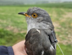 Cuckoo, by Lee Barber Cuckoo, by Lee Barber