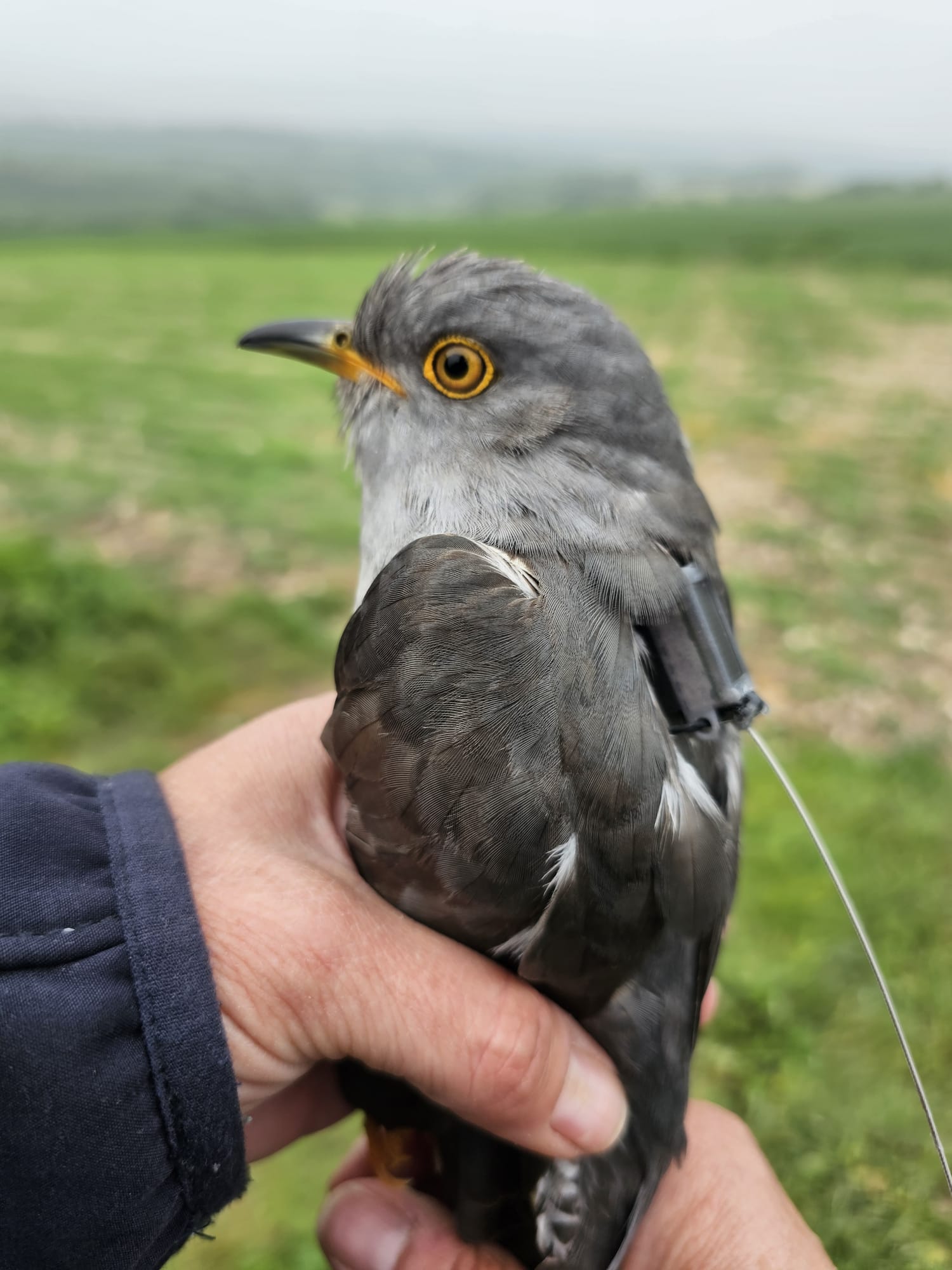 Cuckoo, by Lee Barber Cuckoo, by Lee Barber