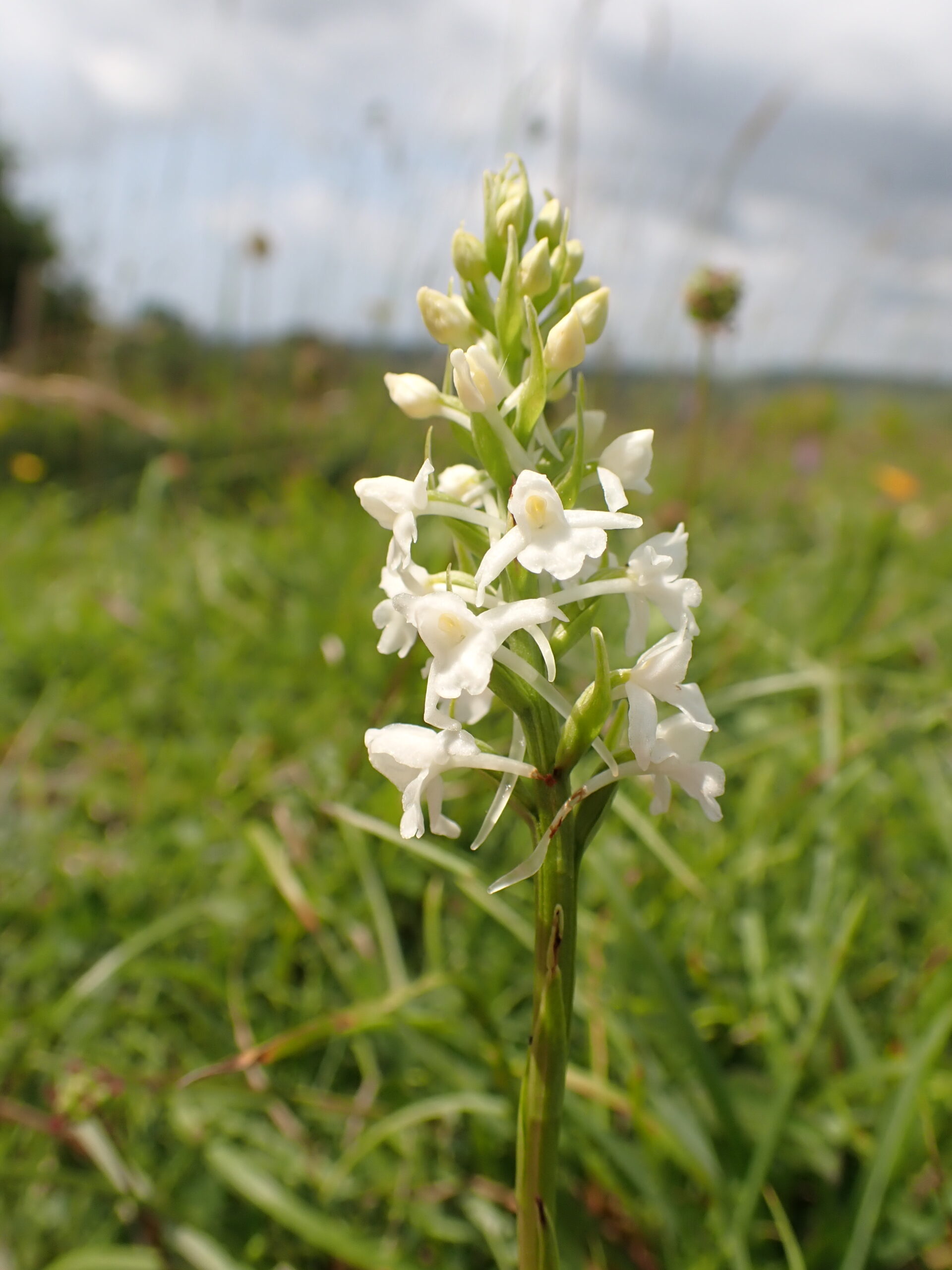 Greater Butterfly Orchid - Penny Green, Wiston Greater Butterfly Orchid - Penny Green, Wiston