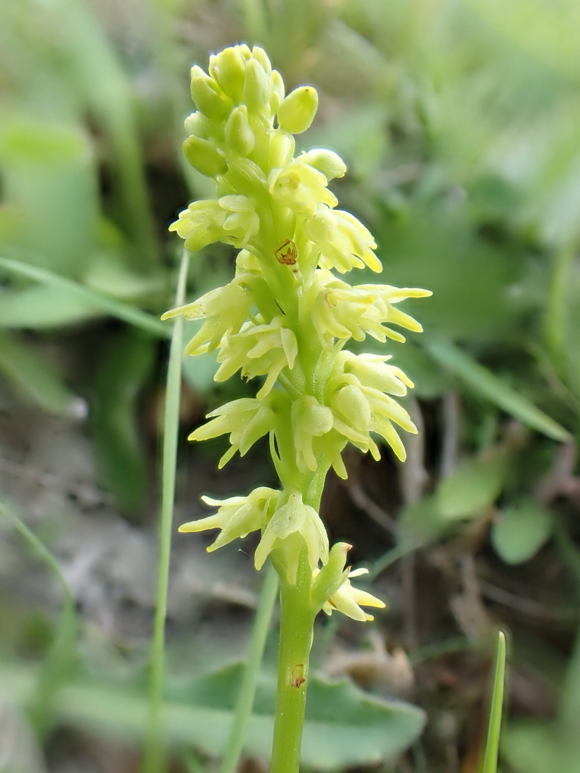 Musk Orchid - Penny Green, Wiston Musk Orchid - Penny Green, Wiston