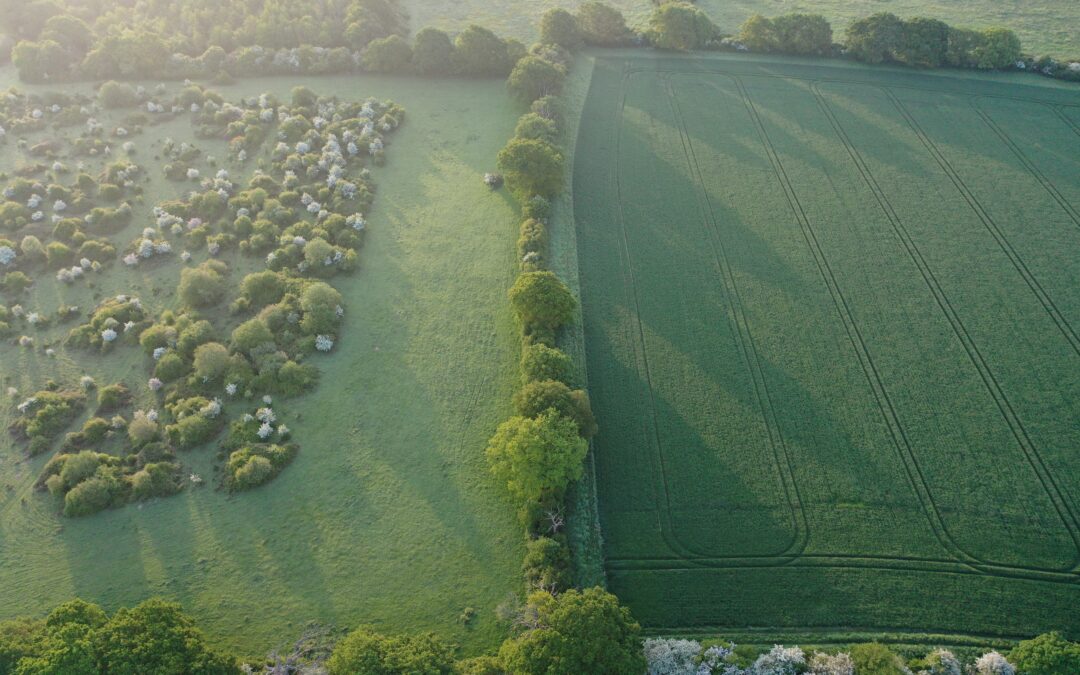 Scrub and hedgerows, by Alex Briggs