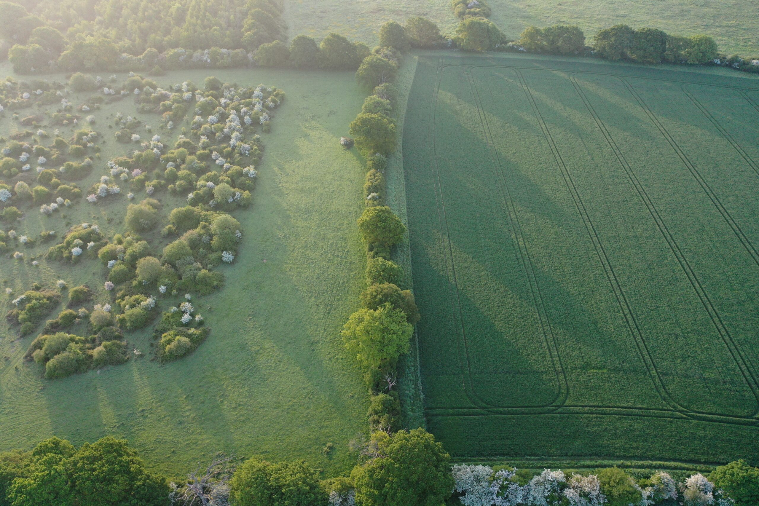 Scrub and hedgerows, by Alex Briggs