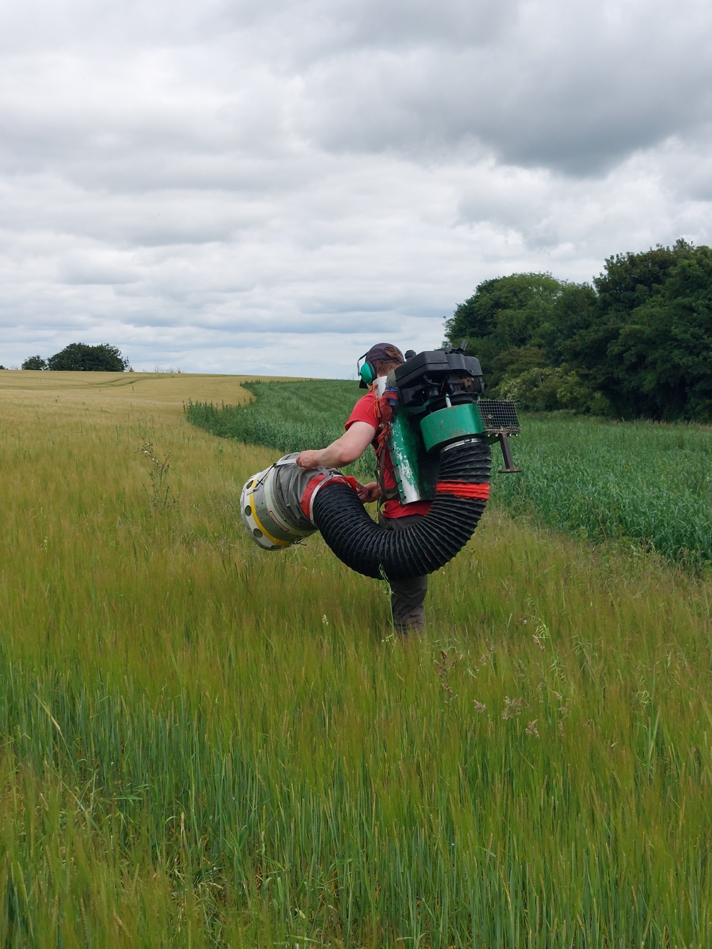 Sussex Study Suction Sampler, by Penny Green Sussex Study Suction Sampler, by Penny Green