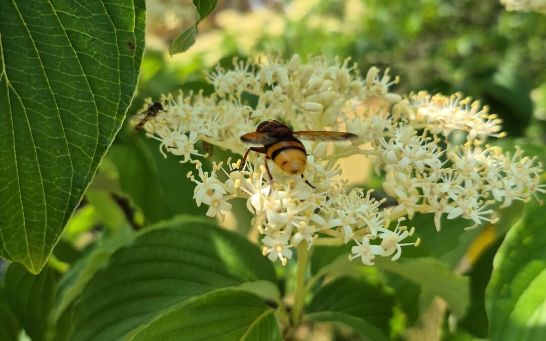 What We Know About Trees Needs to Change