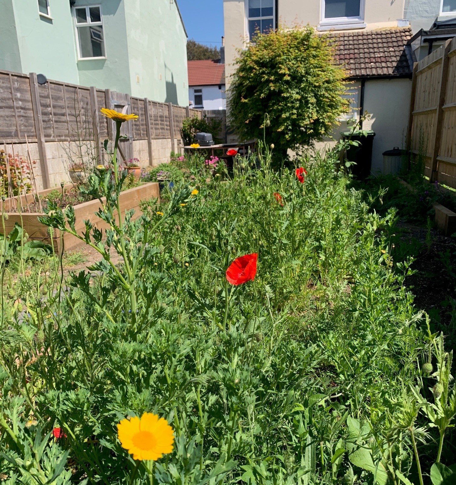 Wildflower year 1, by Gareth Williams