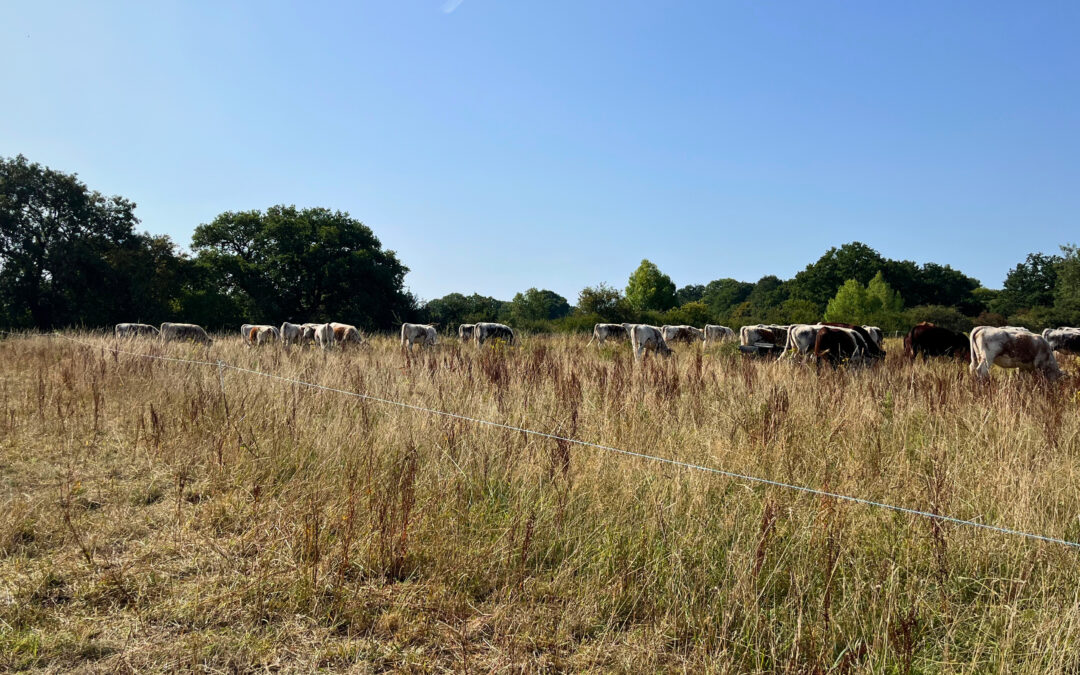 Mob Grazing Kit Loan Scheme