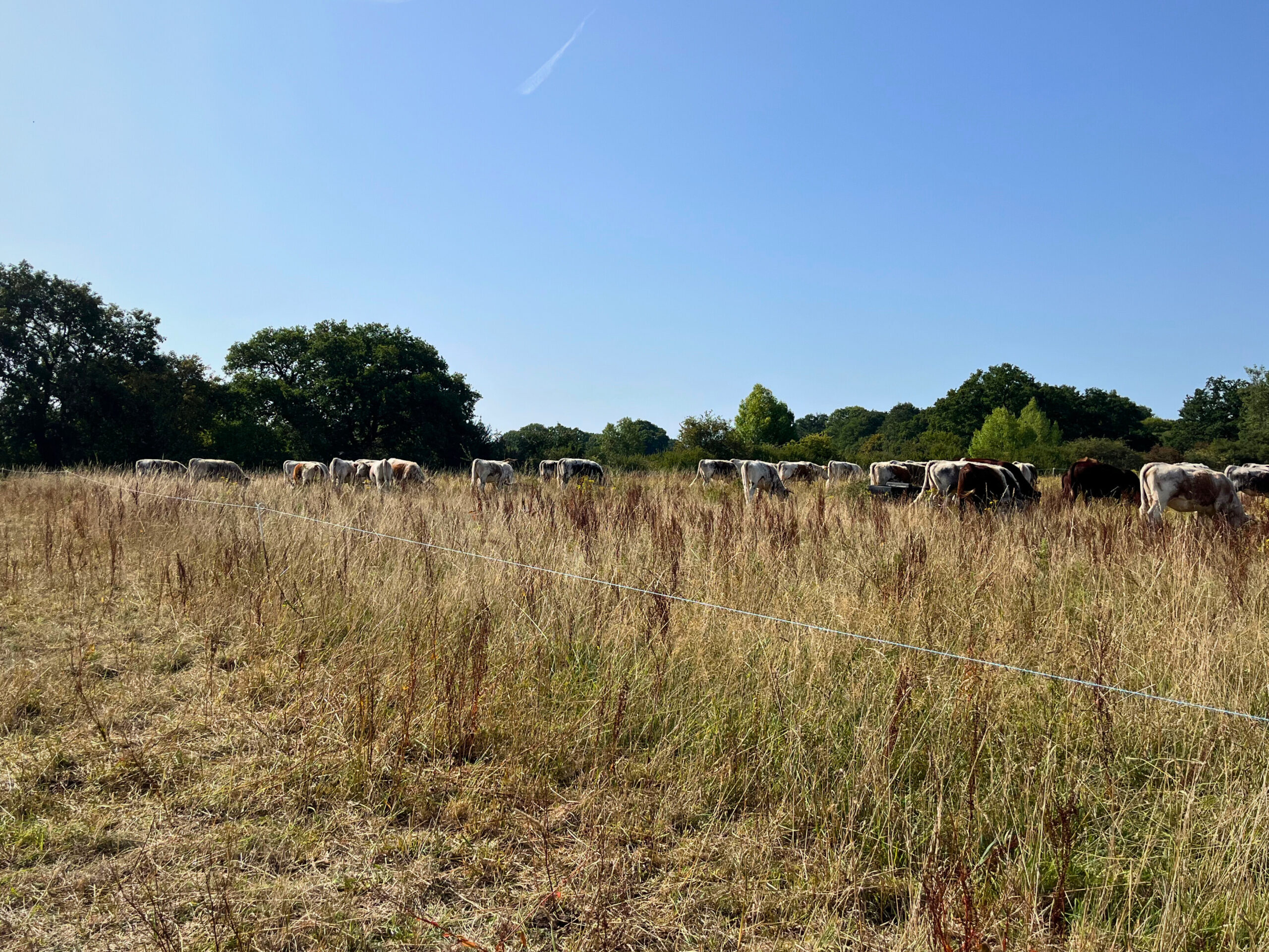 Mob grazing at Knepp Regen Farm, by Tanya Forbes