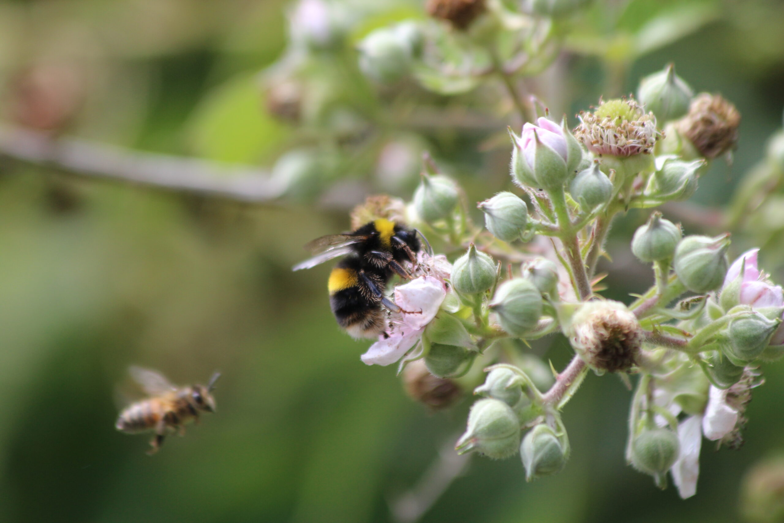 Bumble bee & honeybee, by Sam Joy
