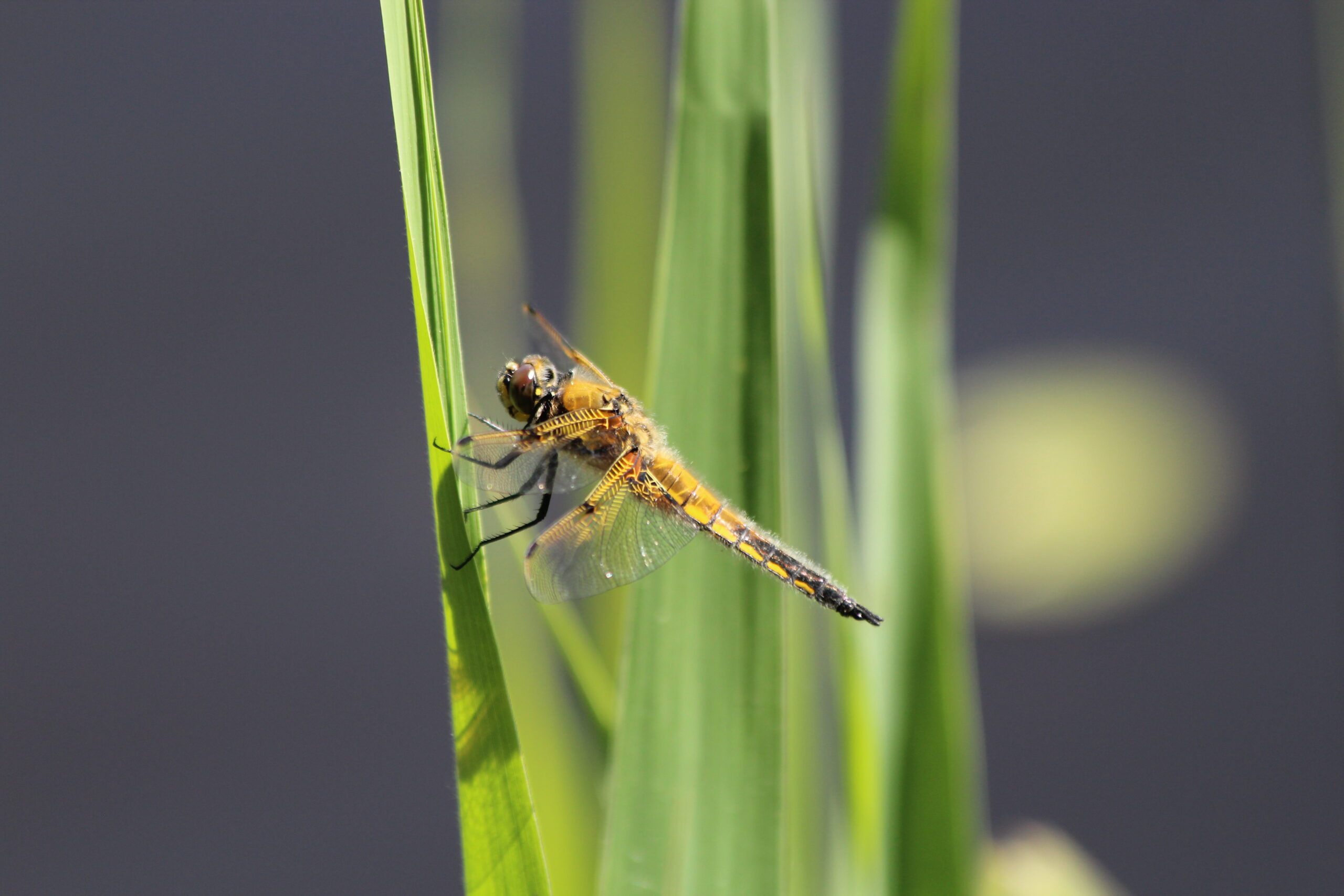 Four spotted chaser, by Sam Joy