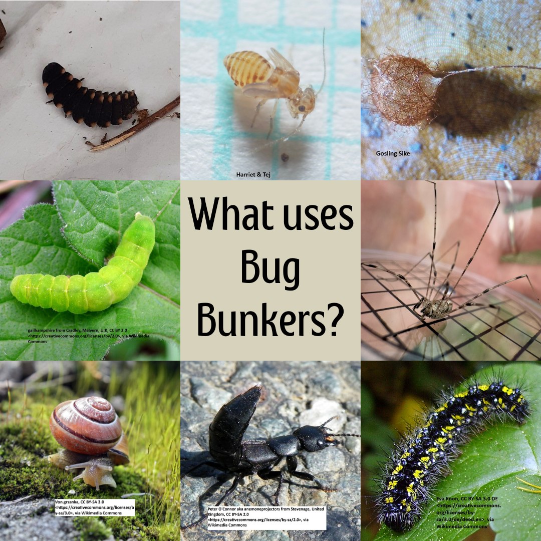 What uses bug bunkers @Buzz Club