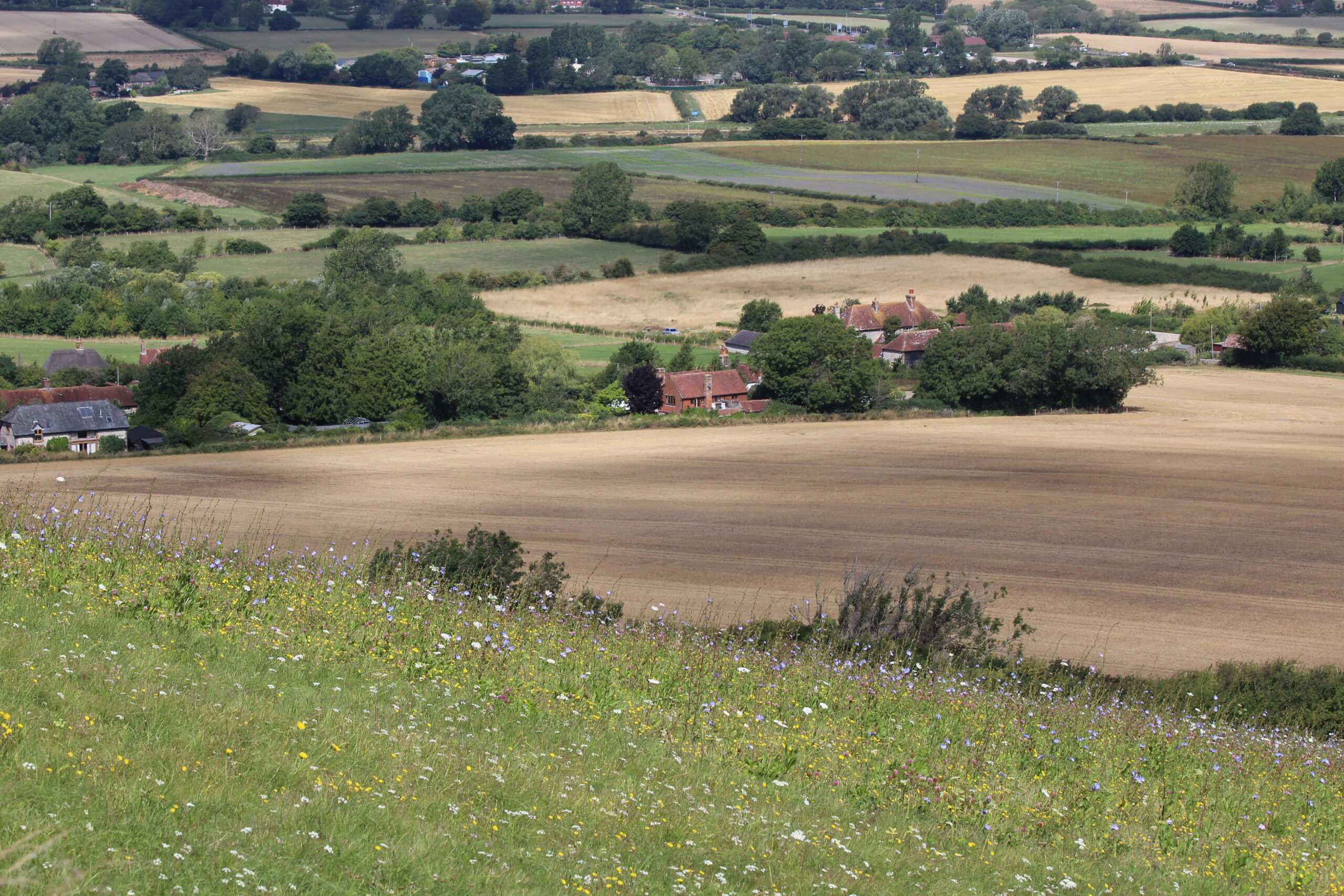 Chalk grassland, Wildflowers, South Downs, Sam Joy