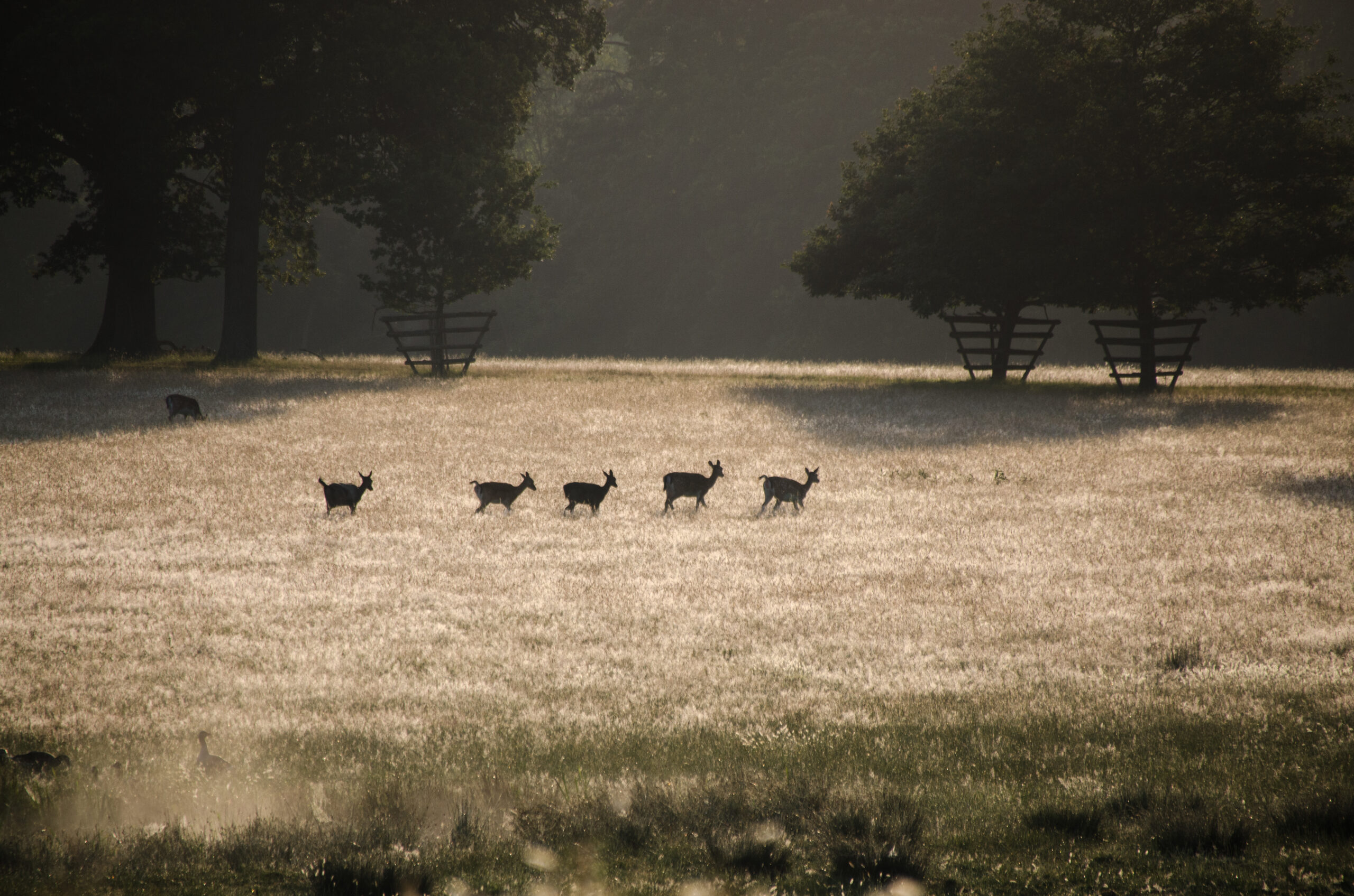 Fallow deer, by Knepp Estate