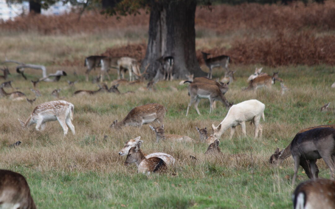 Fallow deer, Sam Joy