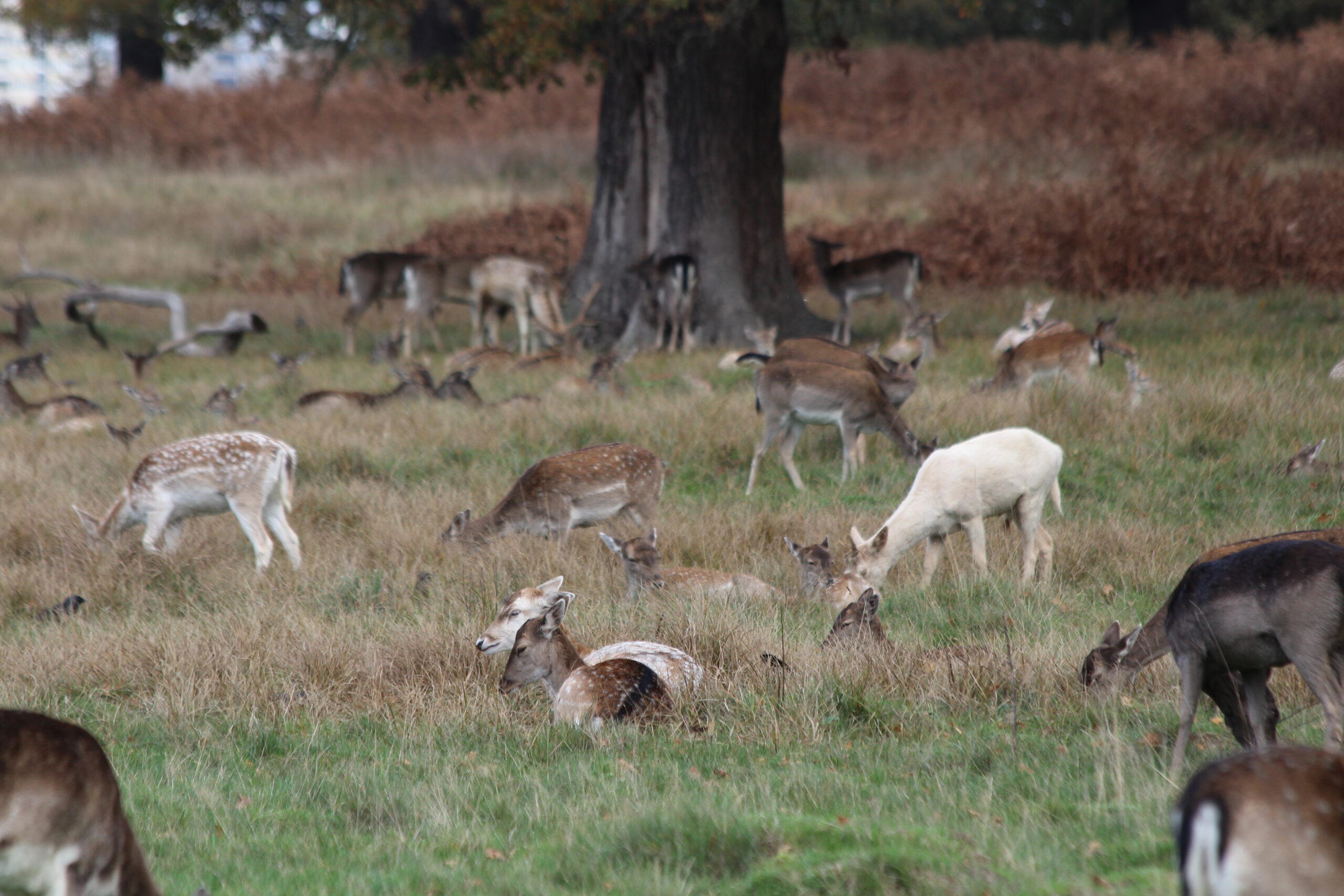 Fallow deer, Sam Joy