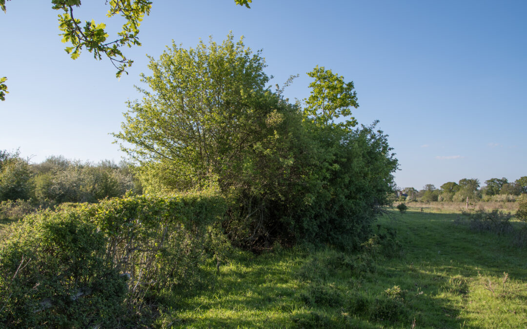 Hedge, Charlie Burrell, Knepp