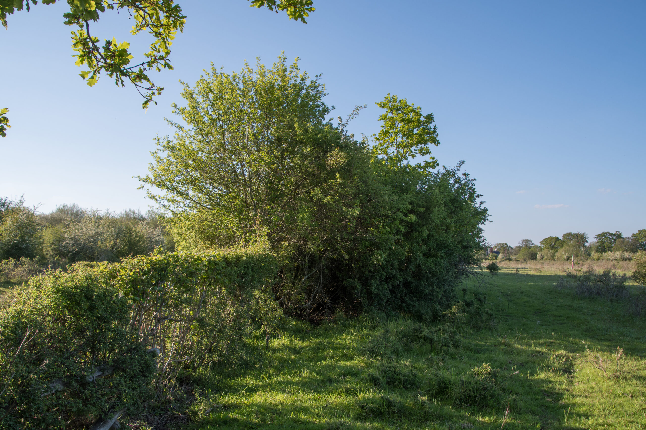Hedge, Charlie Burrell, Knepp