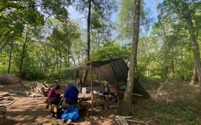 Reviving Woodlands, Reconnecting Communities: Coppicing Returns to Wiston Estate