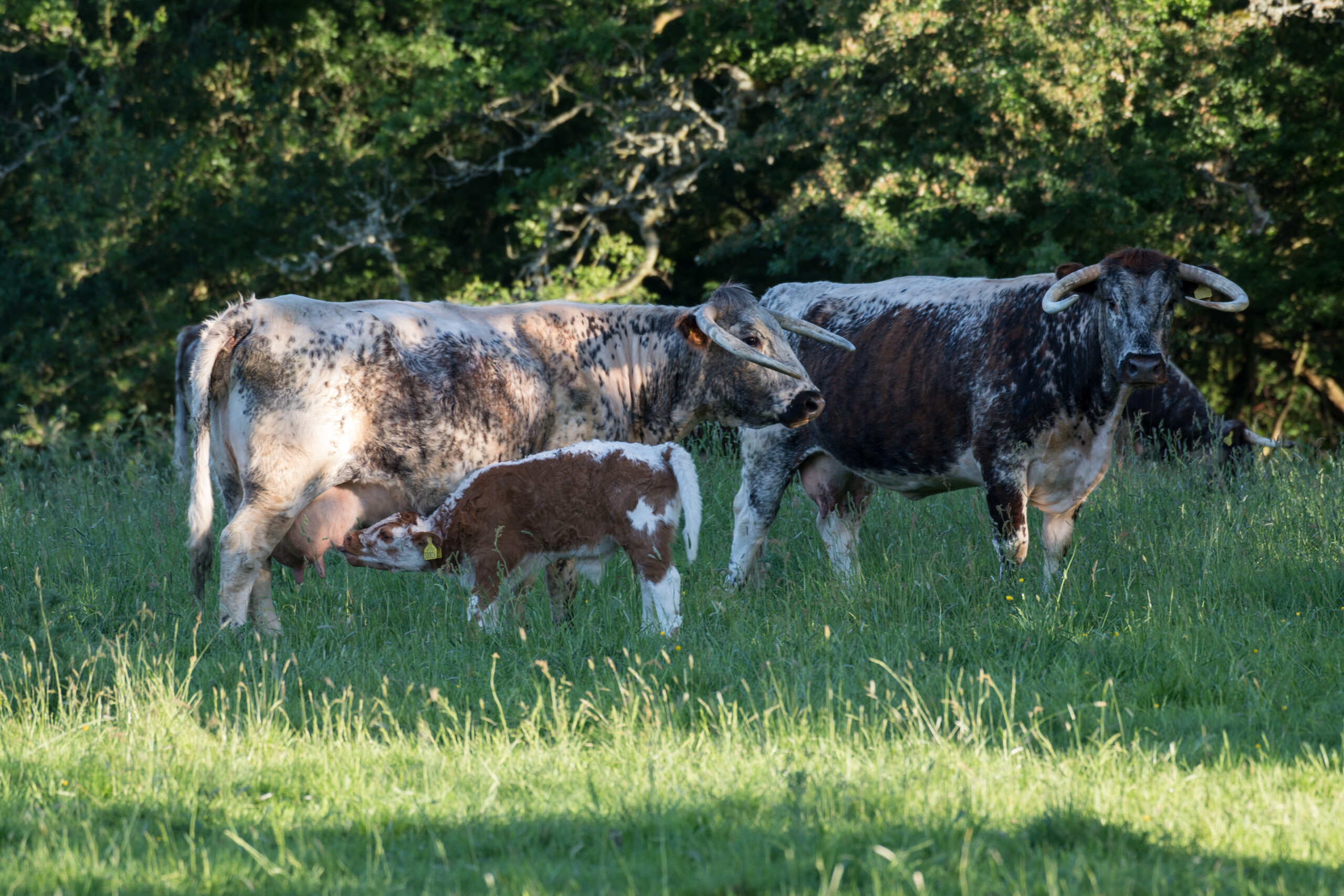 Longhorn and calf Wildflower field Hampshires, Knepp Estate