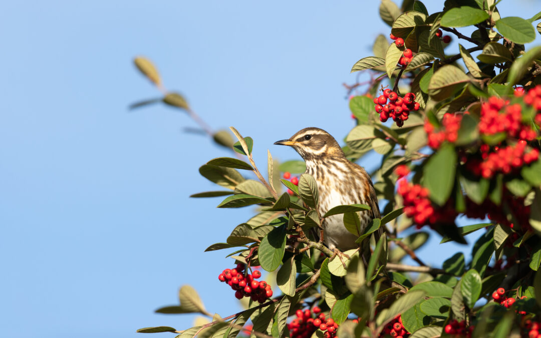 Redwing, by David Oldham