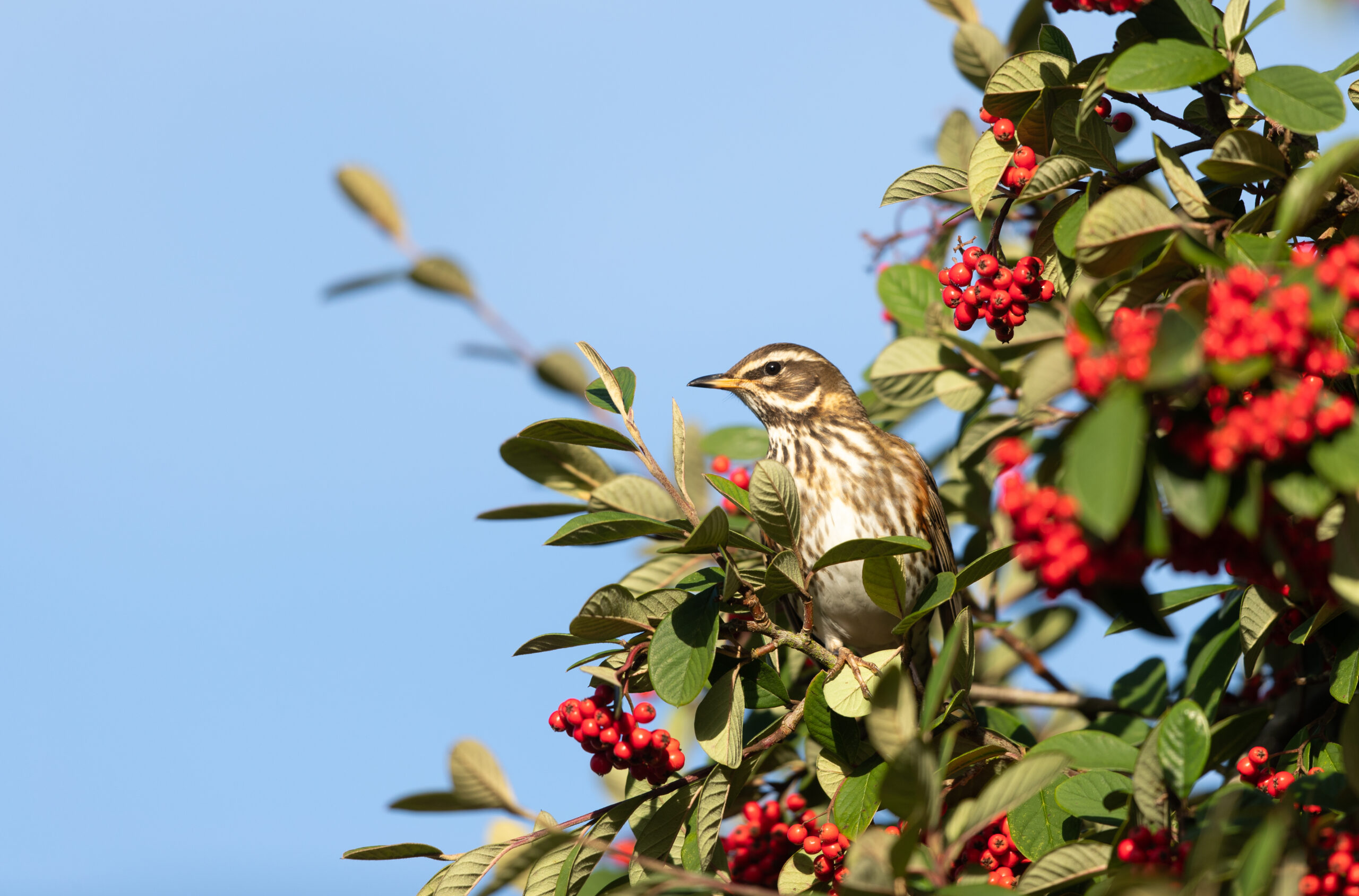 Redwing, by David Oldham