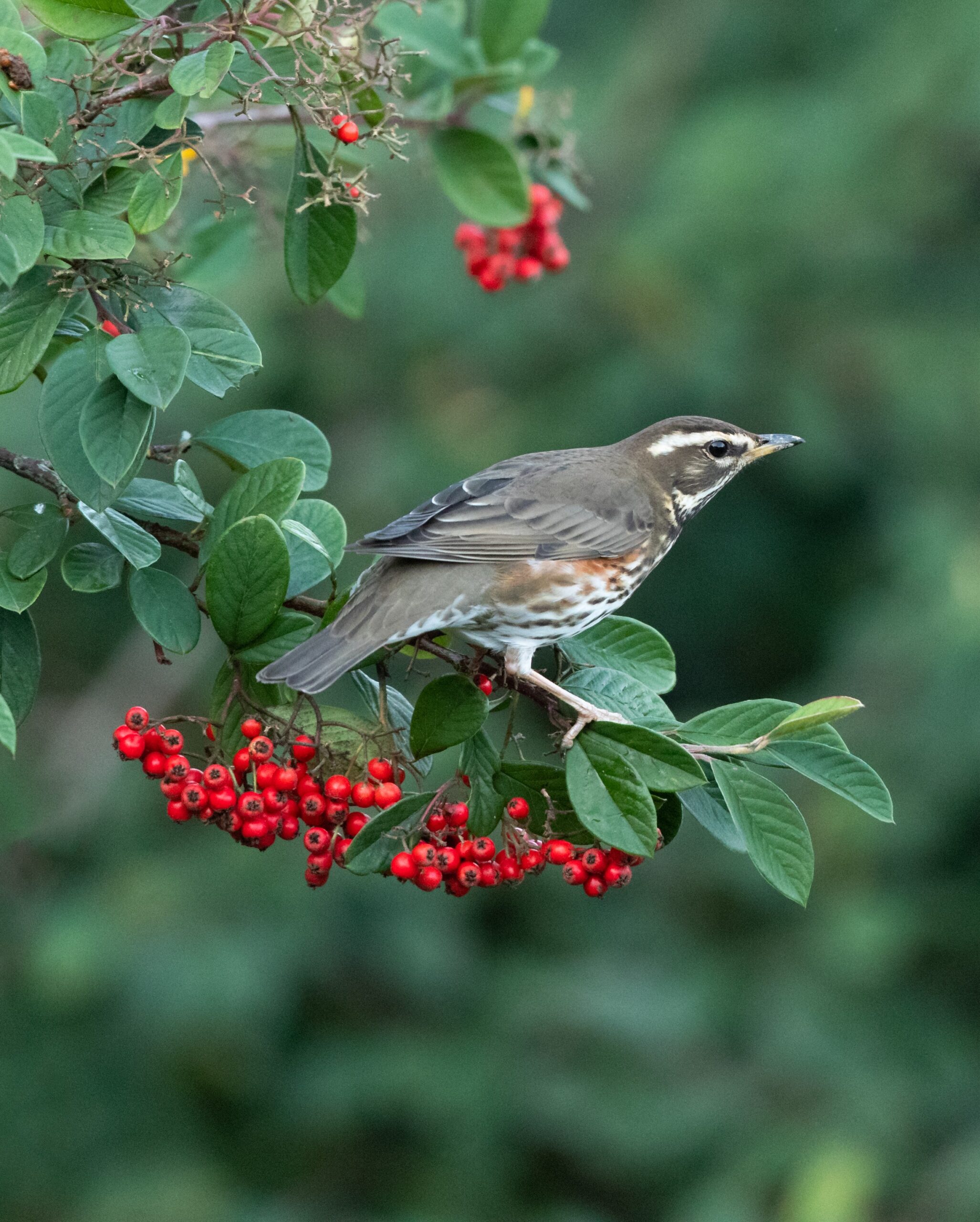 Redwing, David Oldham