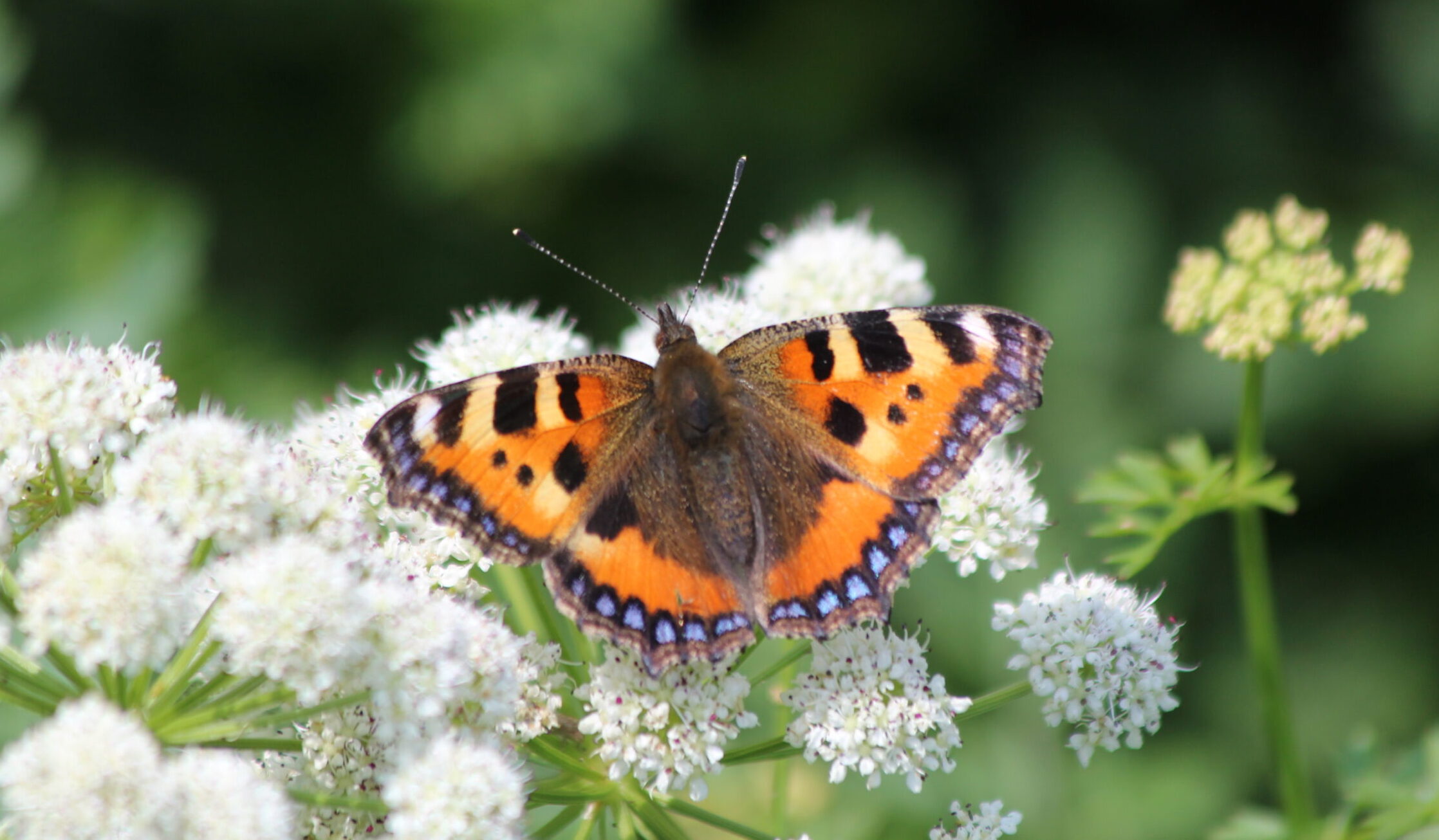 Small tortoiseshell butterfly, by Sam Joy