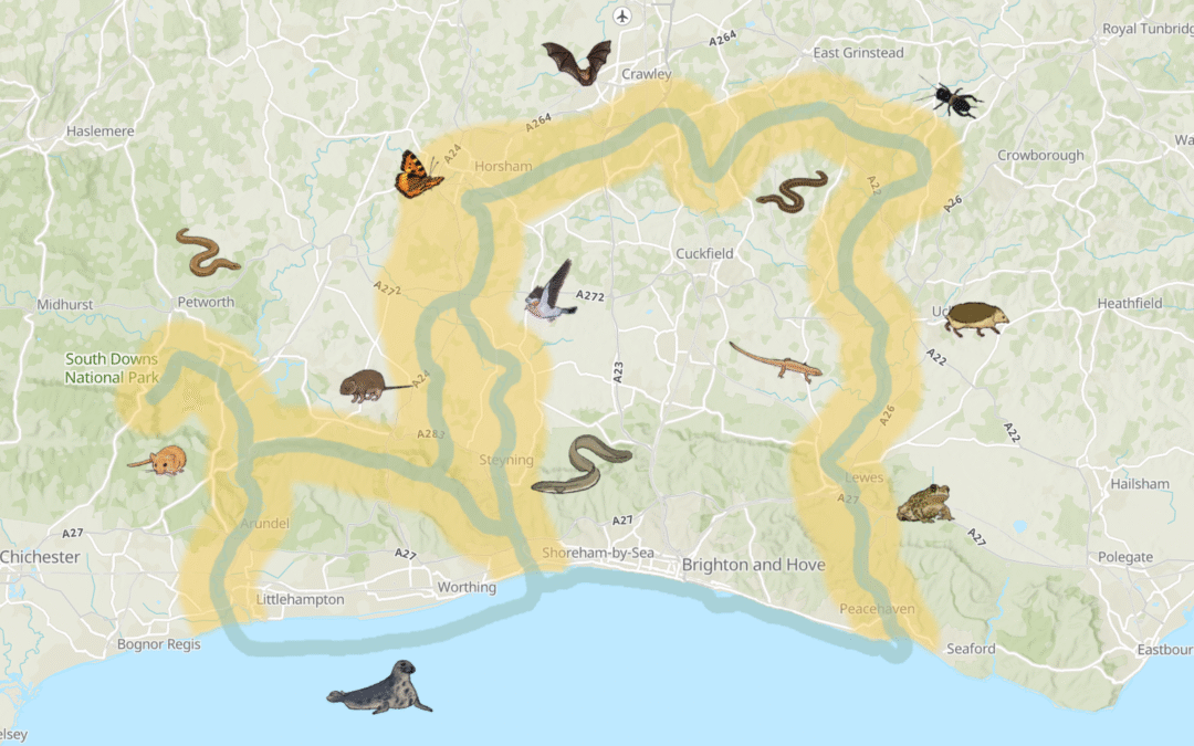 Wildlife in the Corridor