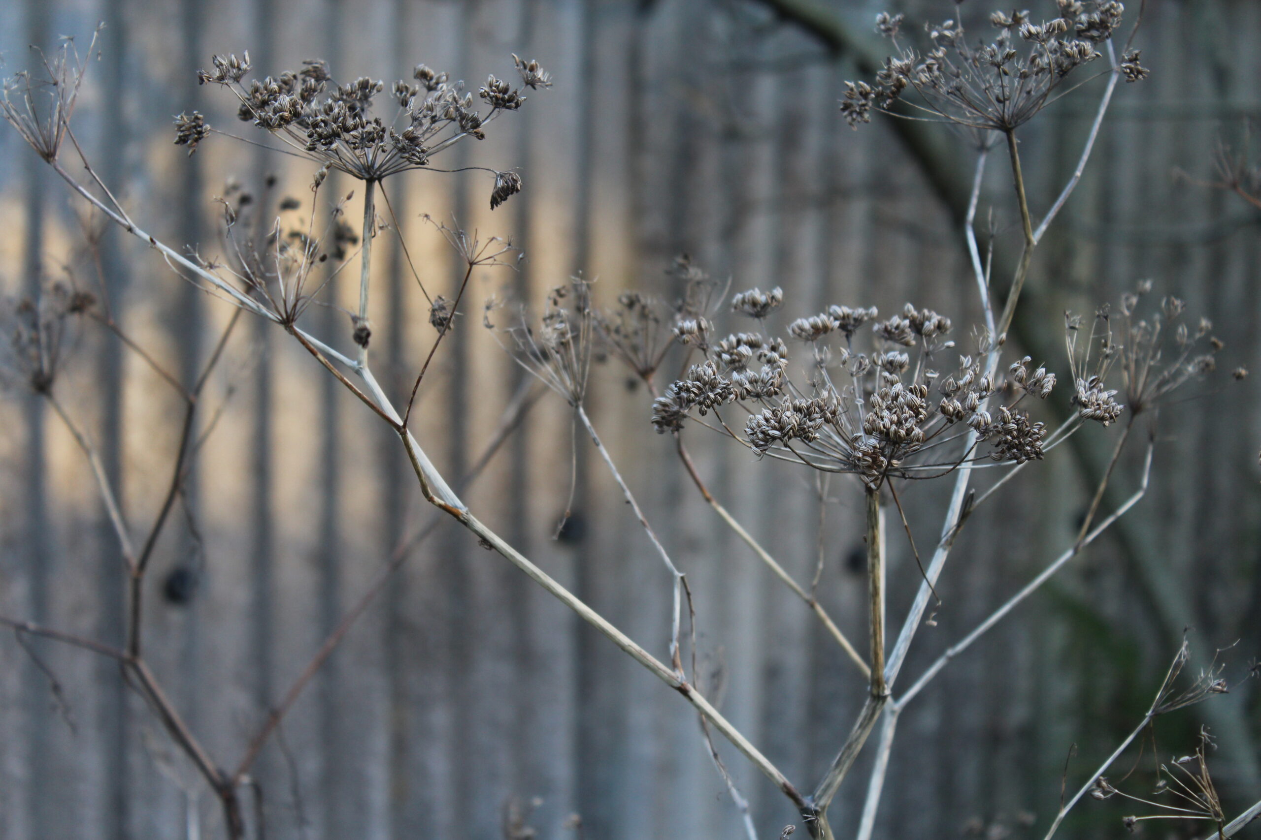 Seed heads, Sam Joy 