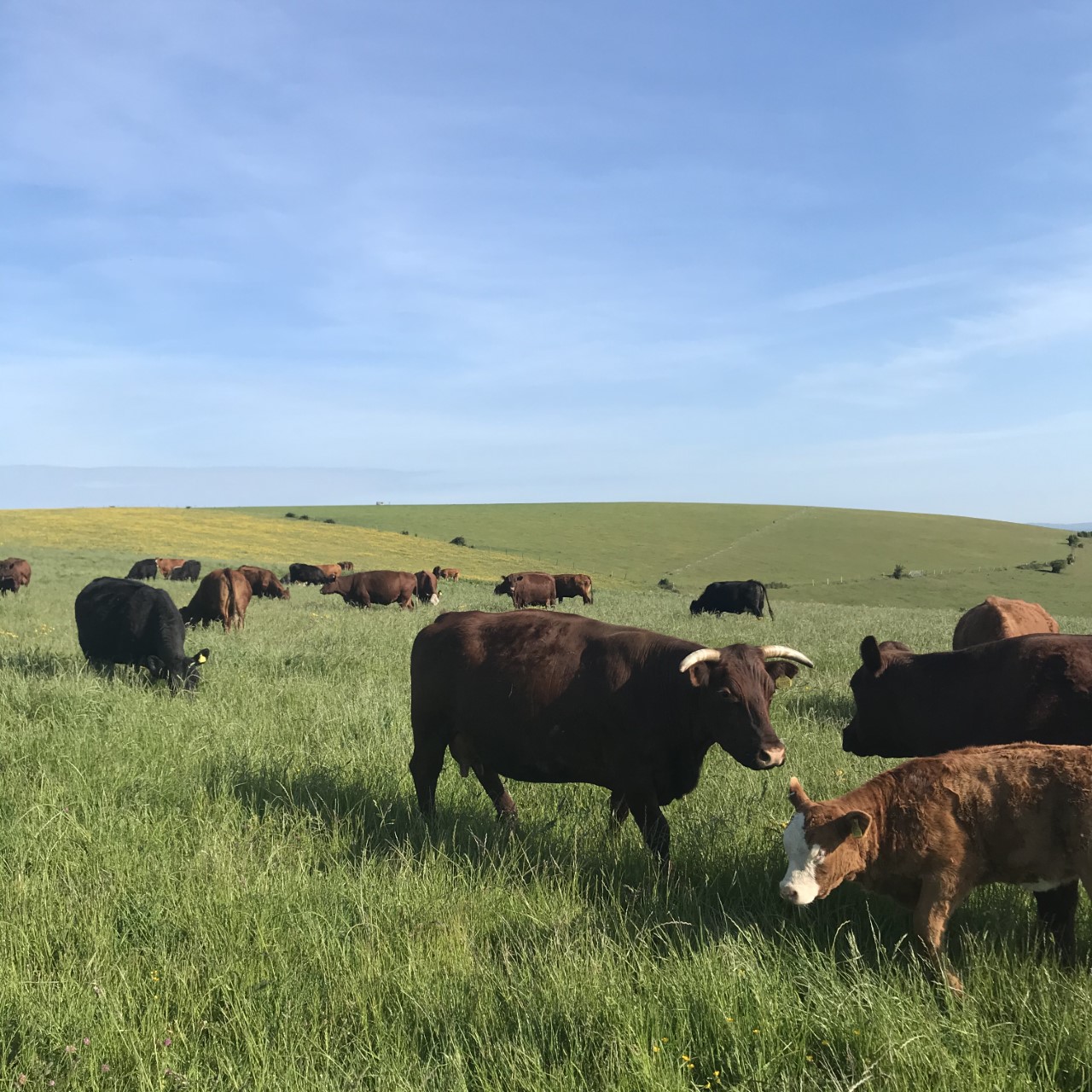 Cows in long grass, Ryan Ellis