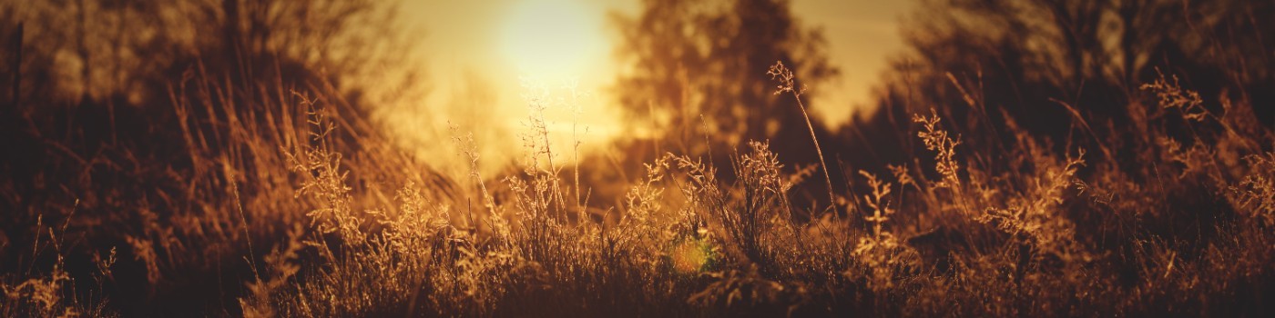 Bracken sunset, by Alex Briggs