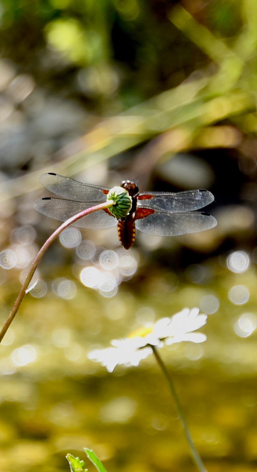 Dragonfly in Andy's garden, by Charlie Waring