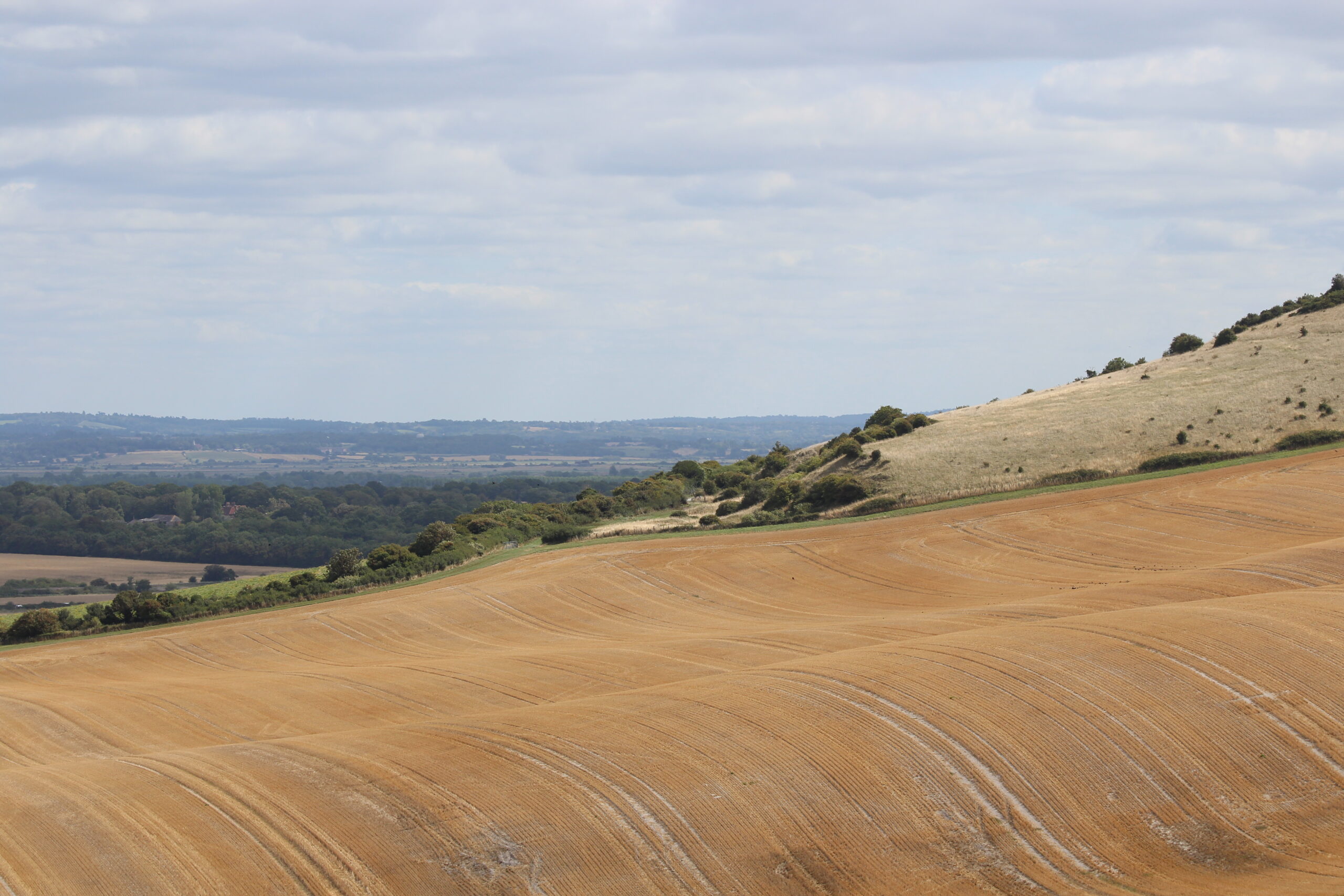 Crop field, by Sam Joy