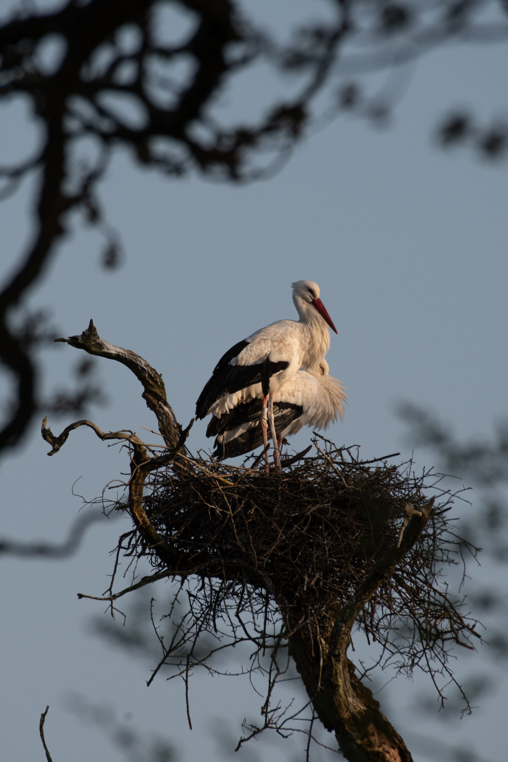 White Storks, by Knepp Estate