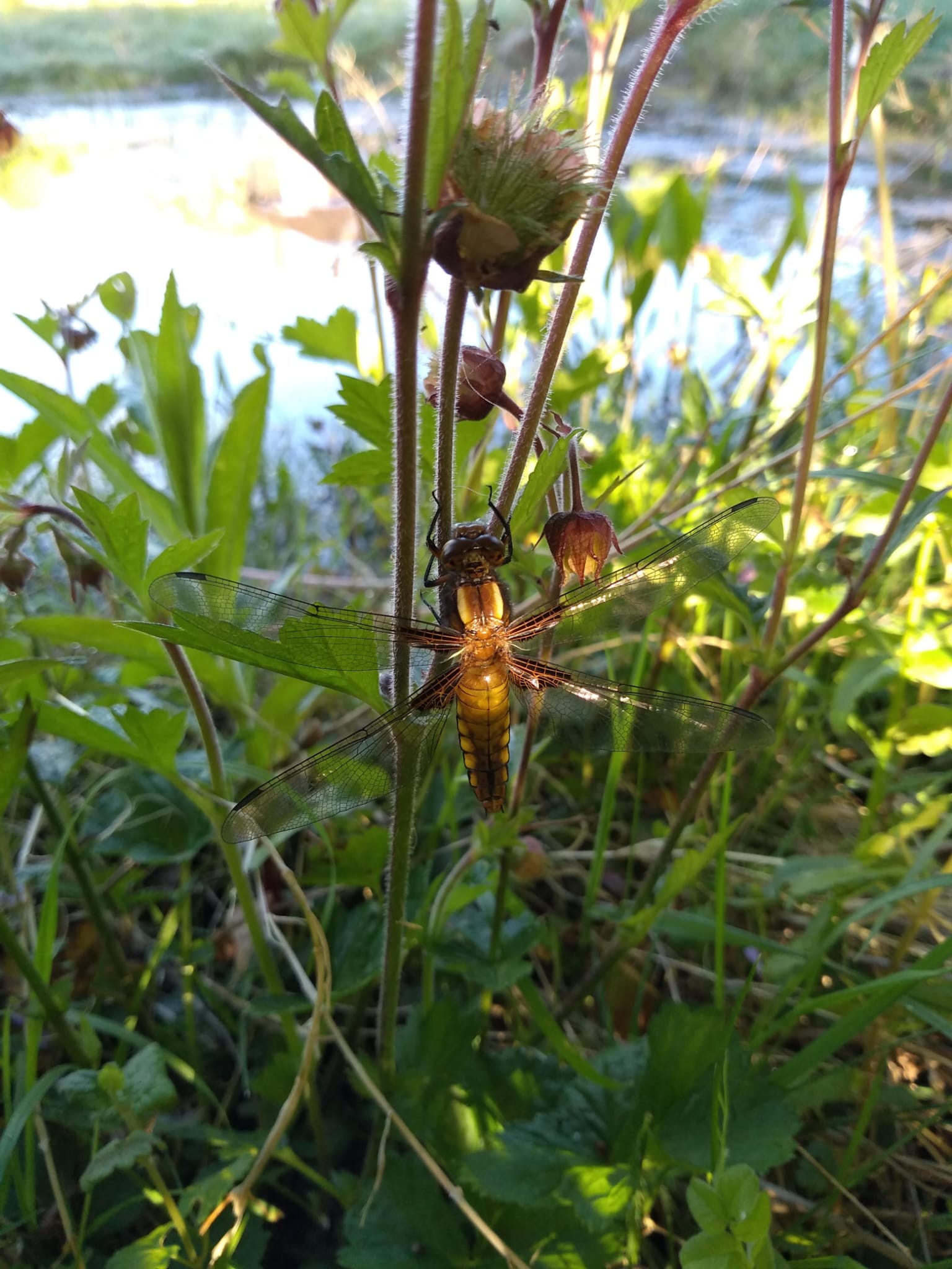 Female broad-bodied chaser, by Cathy Greenwell