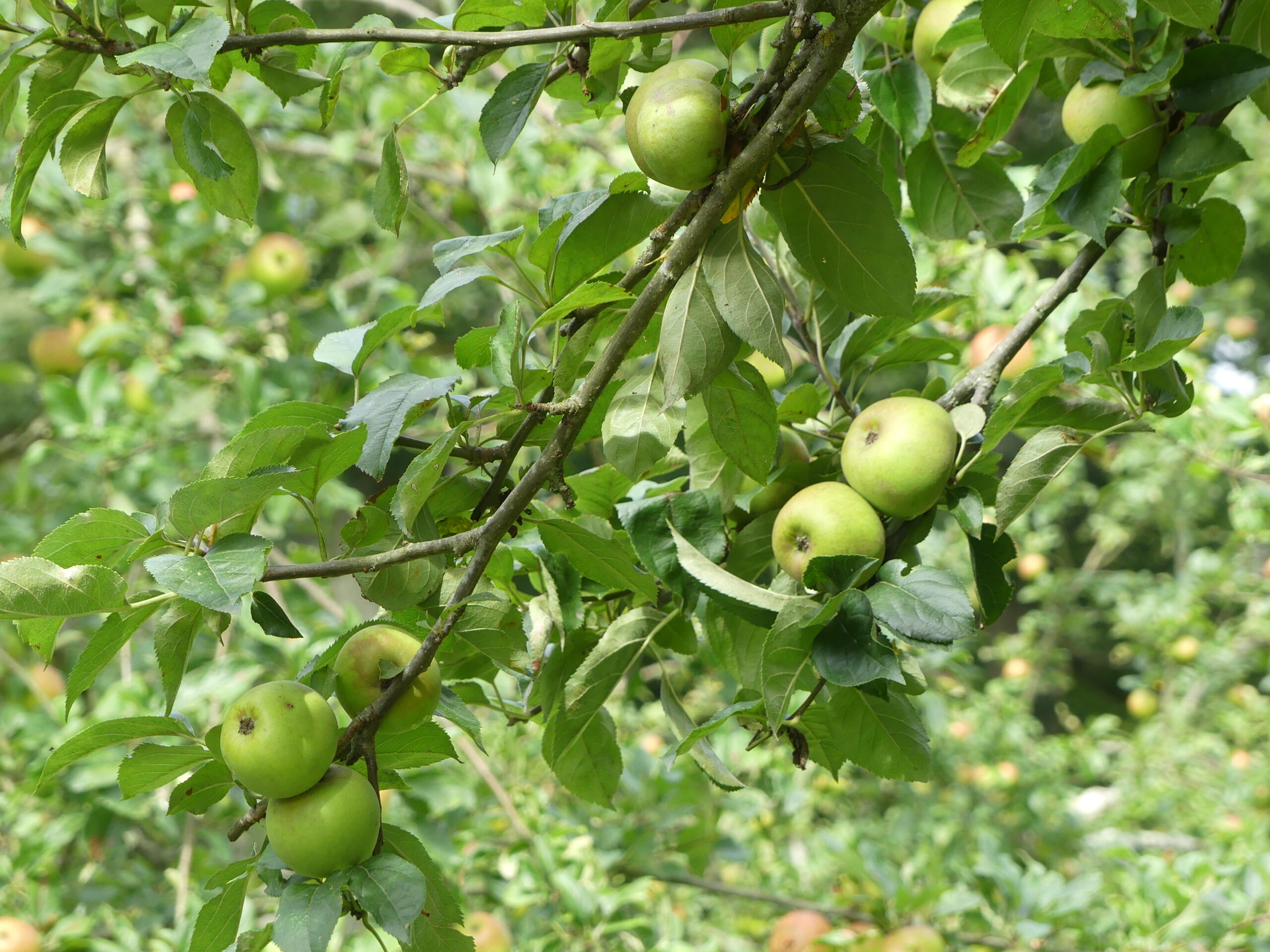 Orchard_apples, by Amy Hurn