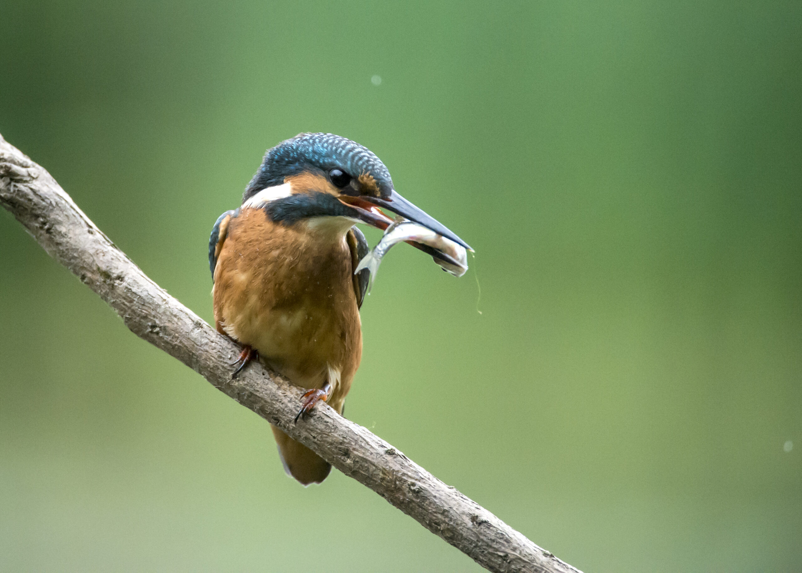 Kingfisher, by David Plummer