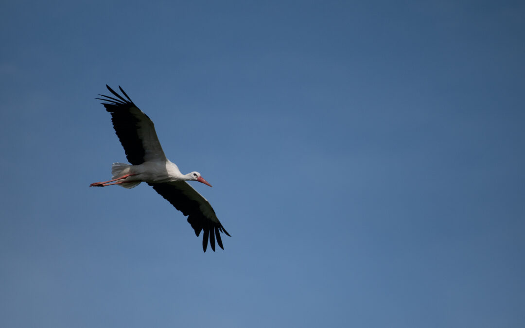 Knepp White Stork, by Johana Simonova
