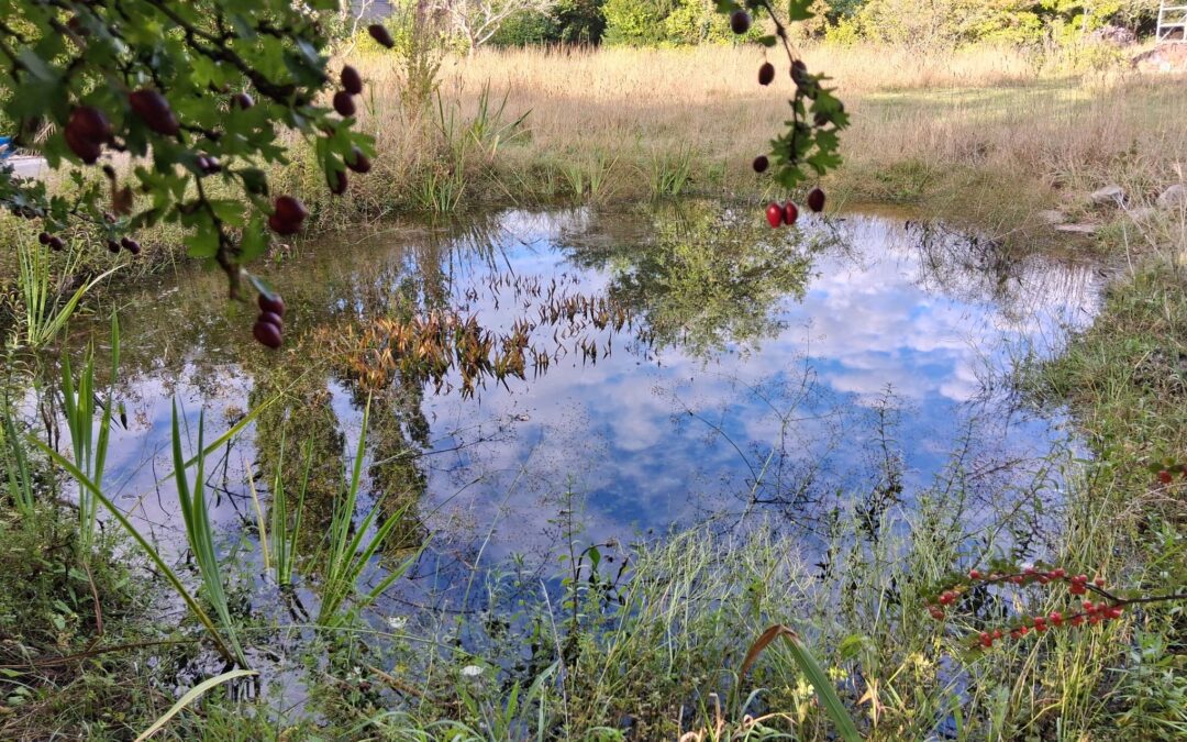 Water and Wedges, Shaping a Garden for Wildlife